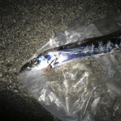 太刀魚は何処に？