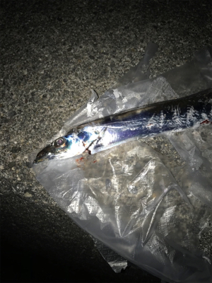 太刀魚は何処に？