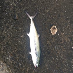 釣れて良かった。