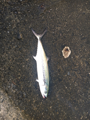 釣れて良かった。