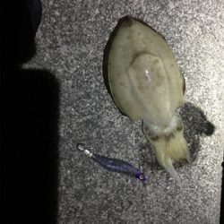 今年初エギング