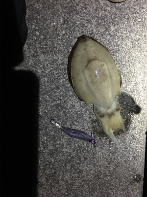 今年初エギング