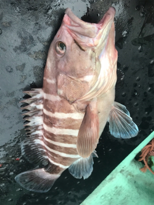 ジギングロッドを忘れて