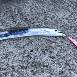 タチウオは居るが…