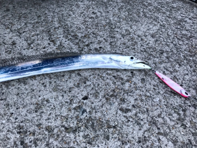 タチウオは居るが…