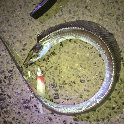 神戸東側もタチウオ好調です