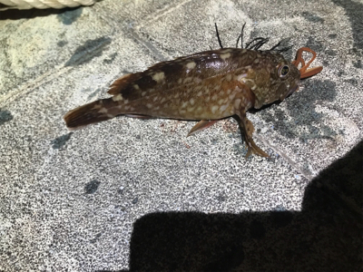 アジングとガシリング