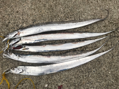 テンヤとバイブで太刀魚♫