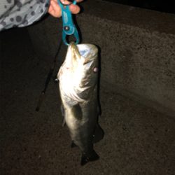 サヨリパターン