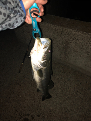 サヨリパターン