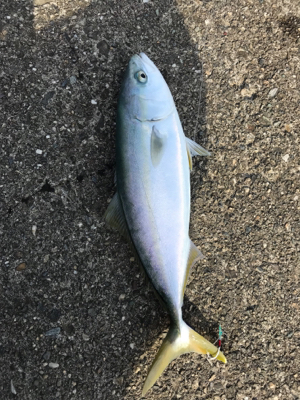 某有名漁港にて！ショアジギング！