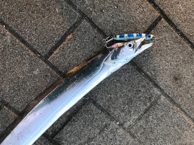 朝まずめタチウオ