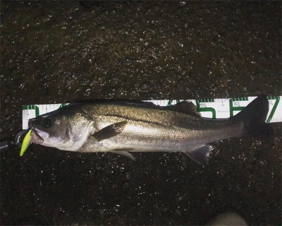 秋田港シーバスゲーム