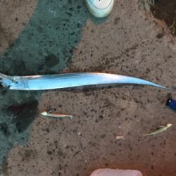 今週もタチウオ調査