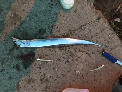 今週もタチウオ調査