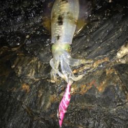 今年初エギング