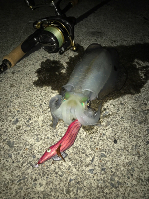 ナイトエギング