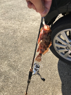 島でのライトゲーム