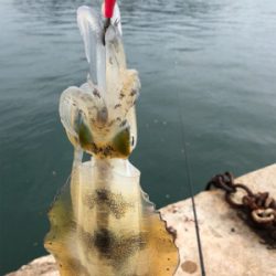 しまなみエギング ドリフト練習