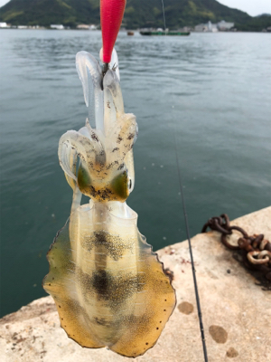 しまなみエギング ドリフト練習