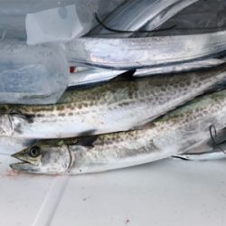 ワインド天国からのサゴシラッシュ