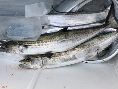 ワインド天国からのサゴシラッシュ