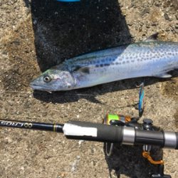 なんとかサゴシ ゲット!