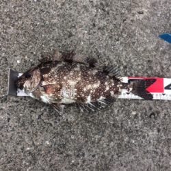 フカセ練@垂水一文字