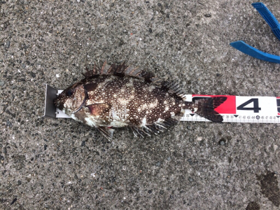 フカセ練@垂水一文字