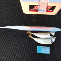 五目狙いで二目