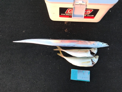 五目狙いで二目