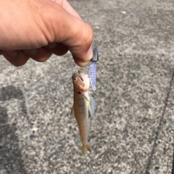 エギングのつもりのが…