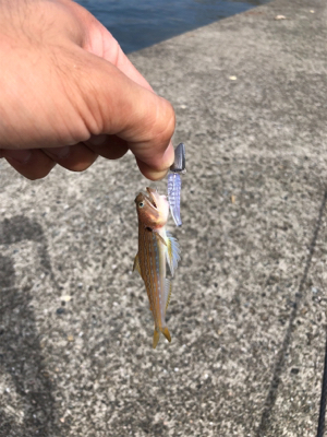 エギングのつもりのが…