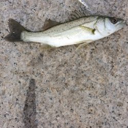 デイゲームでチーバス