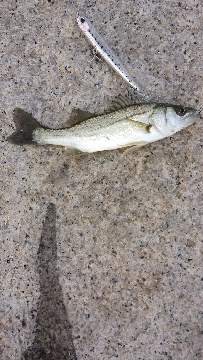 デイゲームでチーバス