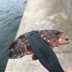 アオリイカを求めて②