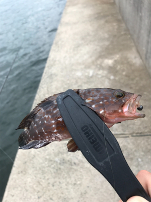 アオリイカを求めて②