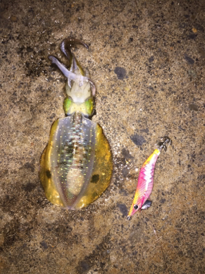 アオリ時々チヌ？