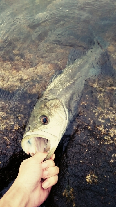 水道で出ました。