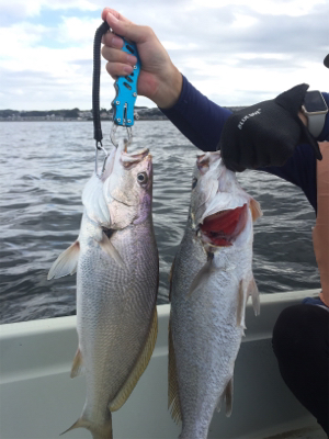 レンタルボートてイシモチ2匹