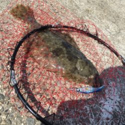 ヒラメ釣れたー