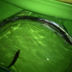 今年は太刀魚の当り年❗️