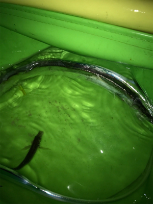 今年は太刀魚の当り年❗️