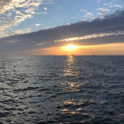 取れないアタリ多い。