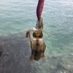 秋イカを求めて