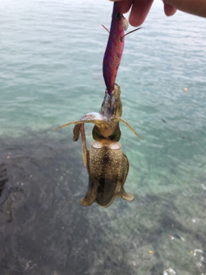 秋イカを求めて