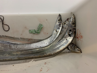 小松島でタチウオ