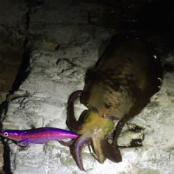 久しぶりのイカ