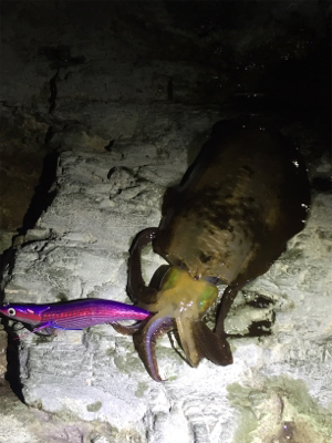 久しぶりのイカ