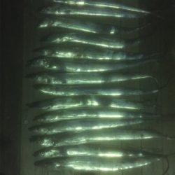 もっと刺身を食べさせてあげたくて